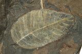 Paleocene Fossil Leaf Plate - North Dakota #271067-2